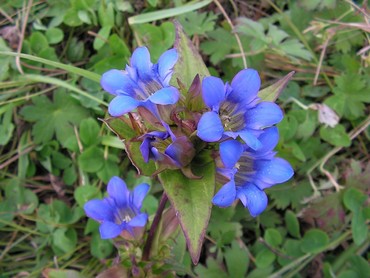 Горечавка шершавая (Gentiana scabra)