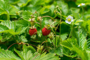 Земляника лесная (Fragaria vesca)
