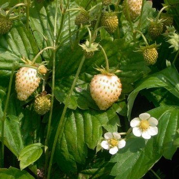 Земляника лесная Вандер Йеллоу (Fragaria vesca 'Wonder Yellow')