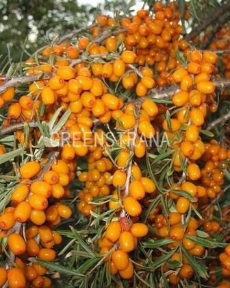 Облепиха Алтайская (Hippophae rhamnoides 'Altayskaya')