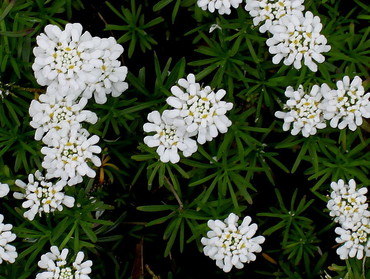 Иберис вечнозеленый Вайтаут (Iberis sempervirens 'Whiteout')