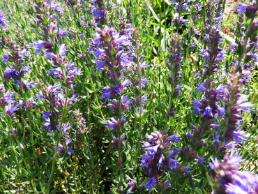 Иссоп лекарственный Церулеус (Hyssopus officinalis 'Caeruleus')