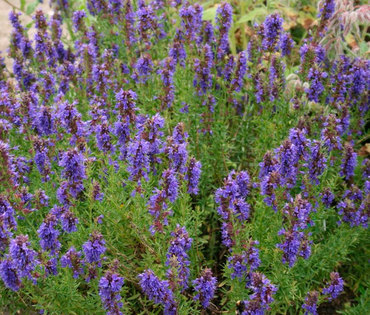 Иссоп лекарственный Аккорд (Hyssopus officinalis 'Akkord')