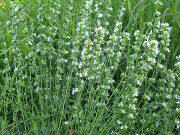Иссоп лекарственный Альбус (Hyssopus officinalis 'Albus')
