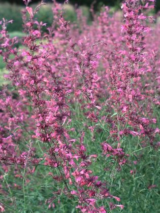 Иссоп лекарственный Розеус (Hyssopus officinalis 'Roseus')