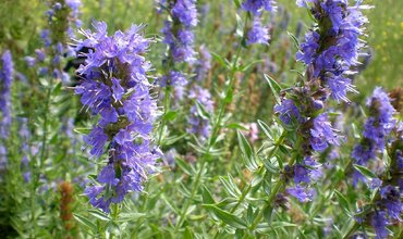 Иссоп лекарственный Блю (Hyssopus officinalis 'Blue')