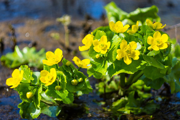 Калужница болотная (Caltha palustris)