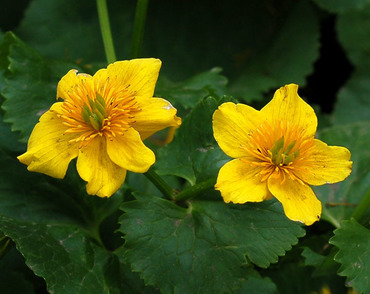 Калужница лесная (Caltha sylvestris)