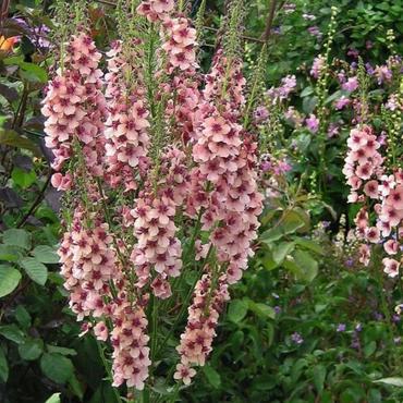 Коровяк гибридный Саузерн Чарм (Verbascum x hybridum 'Southern Charm')