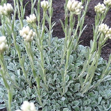 Кошачья лапка Альба (Antennaria dioica 'Alba')