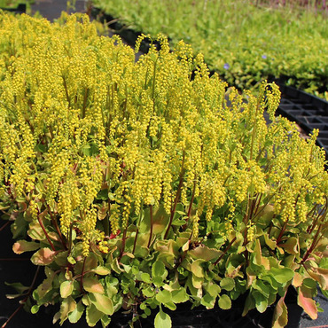 Крестолистник супротивнолистный (Cruciata laevipes)