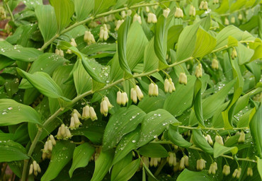 Купена многоцветковая (Polygonatum multiflorum)