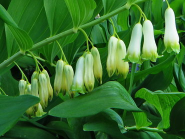 Купена многоцветковая Гигантеум (Polygonatum multiflorum 'Giganteum')