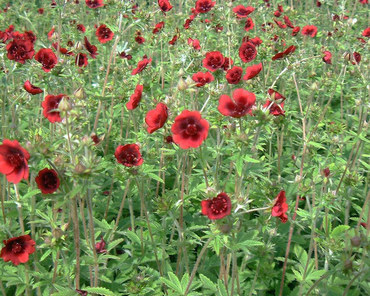 Лапчатка гибридная Монарх Велвет (Potentilla x hybrida 'Monarch\'s Velvet')