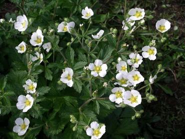 Лапчатка скальная (Potentilla rupestris)