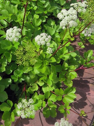 Лигустикум шотландский (Ligusticum scoticum)