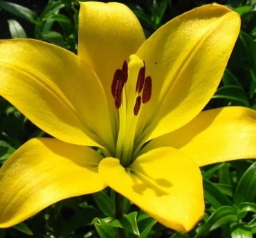 Лилия гибридная Севеннес (Lilium x hybridum 'Cevennes')