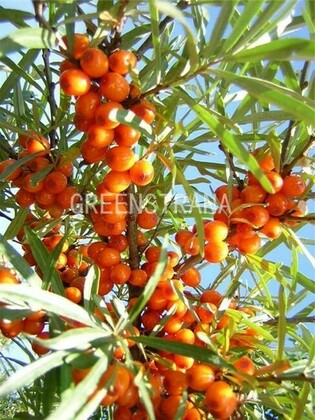 Облепиха Нижегородская сладкая (Hippophae rhamnoides 'Nizhegorodskaya Sladkaya')