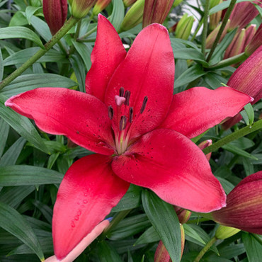Лилия гибридная Фанджио (Lilium x hybridum 'Fangio')