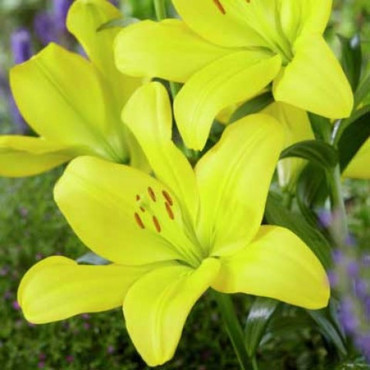Лилия гибридная Нэшвилл (Lilium x hybridum 'Nashville')