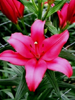 Лилия гибридная Ерсеке (Lilium x hybridum 'Yerseke')