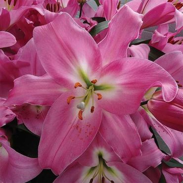 Лилия Тейблденс (Lilium 'Tabledance')