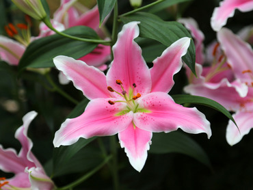 Лилия гибридная Альбарето (Lilium x hybridum 'Albareto')