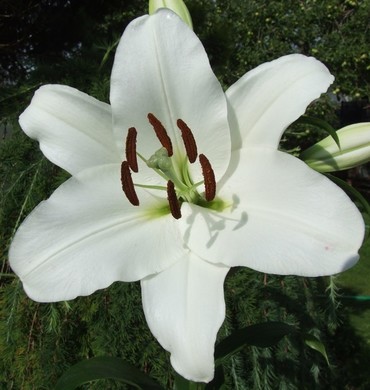 Лилия гибридная Франсон (Lilium x hybridum 'Franson')