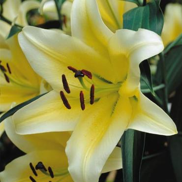 Лилия гибридная Манисса (Lilium x hybridum 'Manissa')