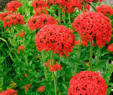 Лихнис халцедонский (Lychnis chalcedonica)