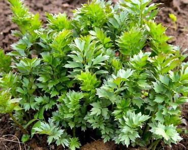 Любисток лекарственный (Levisticum officinale)