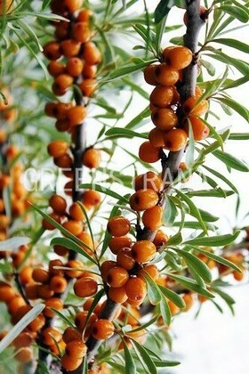 Облепиха Пантелеевская (Hippophae rhamnoides 'Panteleevskaya')
