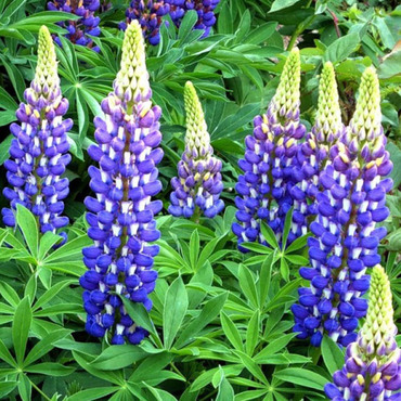 Люпин гибридный Блю Шейдс (Lupinus x hybridus 'Blue Shades')