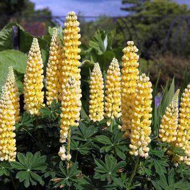 Люпин гибридный Шандельер (Lupinus x hybridus 'Chandelier')