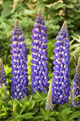 Люпин гибридный Гавернор (Lupinus x hybridus 'Governor')