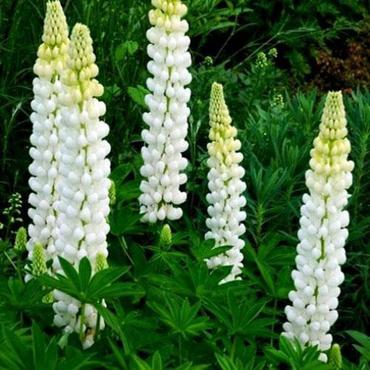 Люпин гибридный Ноублмейден (Lupinus x hybridus 'Noblemaiden')