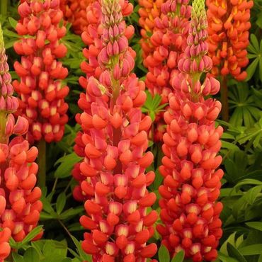 Люпин гибридный Ред Шейдс (Lupinus x hybridus 'Red Shades')