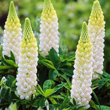 Люпин гибридный Рассел Ноубл Мейден (Lupinus x hybridus 'Russel Noble Maiden') (белый)