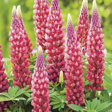 Люпин гибридный Зе Пейджес (Lupinus x hybridus 'The Pages')