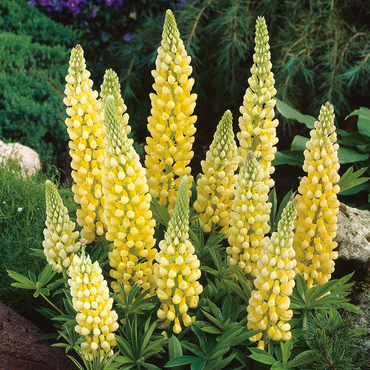 Люпин гибридный Йеллоу Шейдс (Lupinus x hybridus 'Yellow Shades')