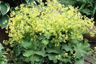 Манжетка мягкая (Alchemilla mollis)