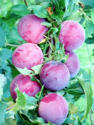 Алыча Комета (Prunus cerasifera 'Kometa')