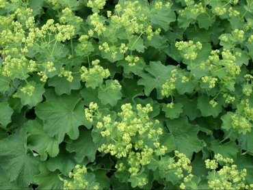 Манжетка мягкая Робустика (Alchemilla mollis 'Robustica')