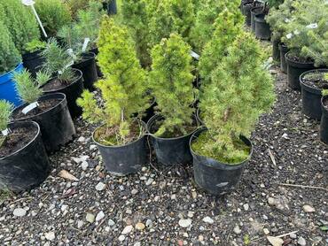 Ель сизая Коника Десембер (Picea glauca 'Conica December')