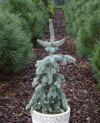 Ель сизая Пендула (Picea glauca 'Pendula')