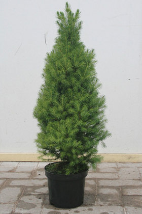 Ель сизая Перфекта (Picea glauca 'Perfecta')