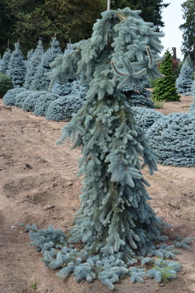 Ель колючая Зе Блюз (Picea pungens 'The Blues')