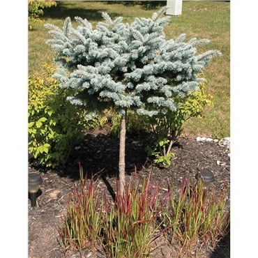 Ель колючая Глаука Компакта (Picea pungens 'Glauca Compacta')