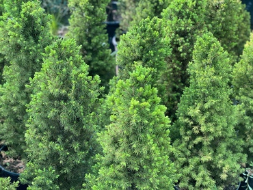 Ель канадская Глаука (Picea glauca 'Glauca')