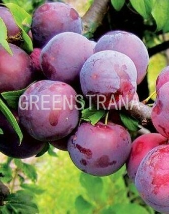 Алыча Десертная (Prunus cerasifera 'Desertnaya')